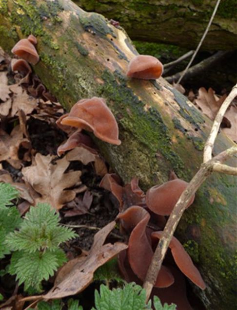 Mature fruiting bodies on a bark-less fallen hawthorn at Pishiobury Park, Hertfordshire